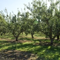 Orchards-2