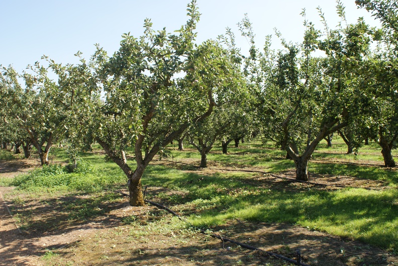 Orchards-3.jpg