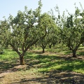 Orchards-3