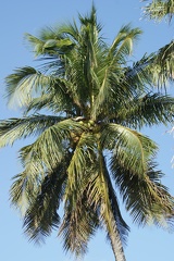 Palm Trees-11