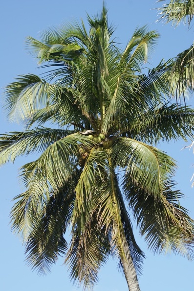 Palm_Trees-11.jpg