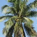 Palm Trees-11