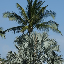 Palm Trees