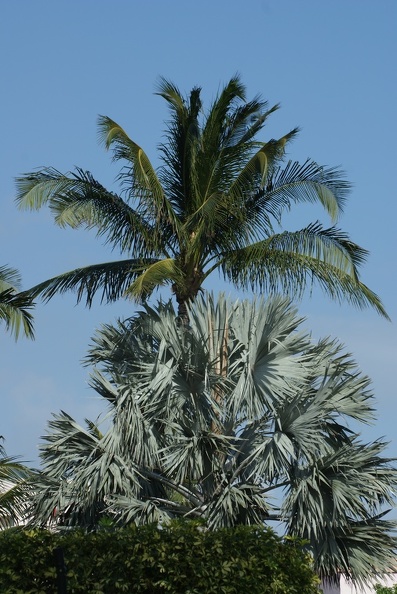 Palm_Trees-12.jpg