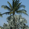 Palm Trees-12