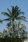 Palm Trees-12