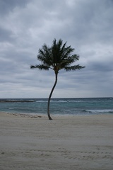 Palm Trees-2