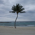 Palm Trees-2