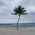 Palm Trees-3