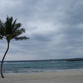 Palm Trees-5