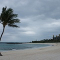 Palm Trees-7