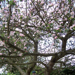 Spring Trees