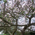 Spring Trees-3