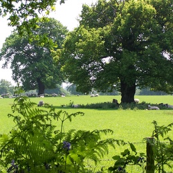 Summer Trees