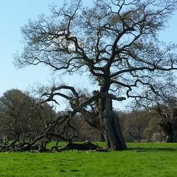 Tree Varieties