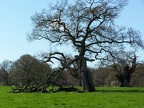 Tree Varieties