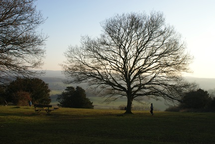 Winter Trees-1