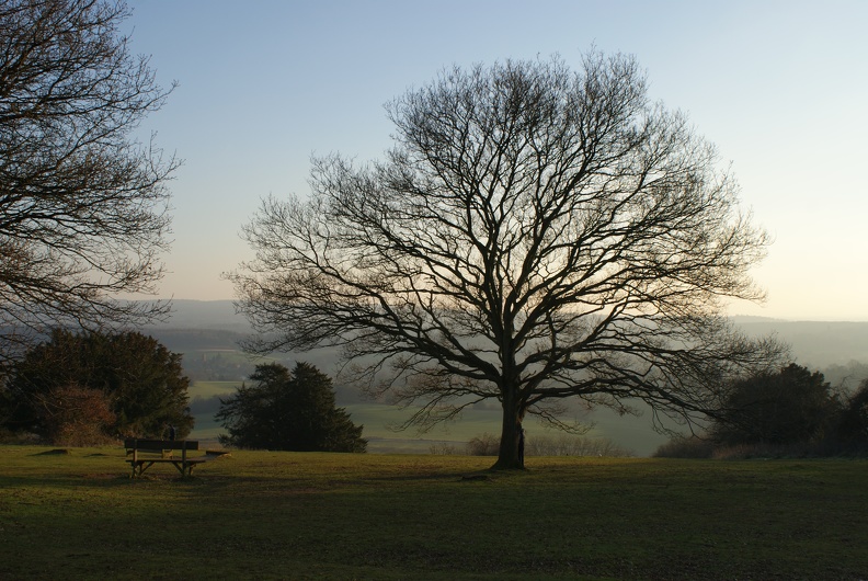 Winter Trees-2