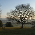 Winter Trees-2