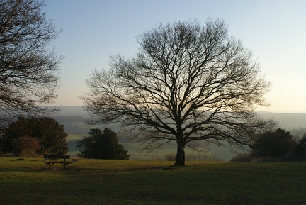 Winter Trees-2