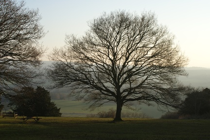 Winter Trees-3