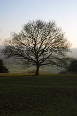 Winter Trees-30