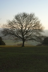 Winter Trees-4
