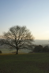 Winter Trees-5