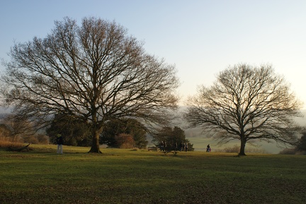 Winter Trees-6
