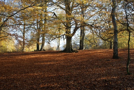 Autumn-126