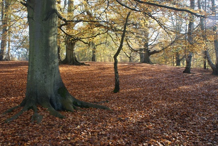 Autumn-128