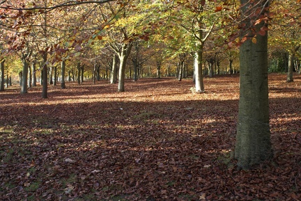 Autumn-132