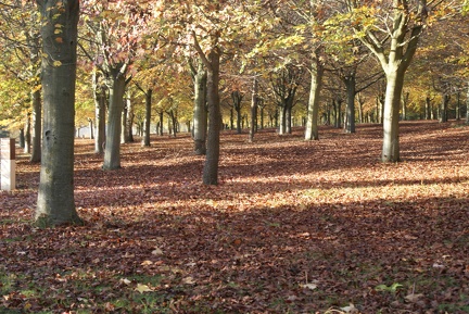 Autumn-133