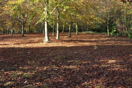 Autumn-134