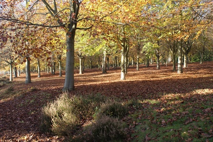 Autumn-138