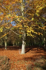 Autumn-139