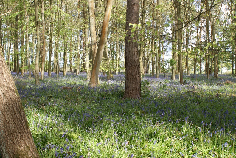 Bluebell_Woods-1.jpg