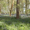 Bluebell Woods-1