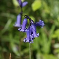 Bluebell Woods-10