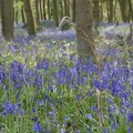 Bluebell Woods-100