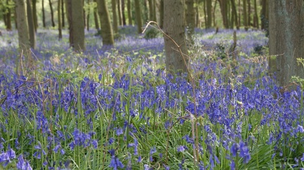 Bluebell Woods-100