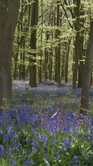 Bluebell Woods-101