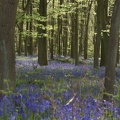 Bluebell Woods-101