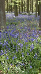 Bluebell Woods-102