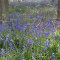 Bluebell Woods-102