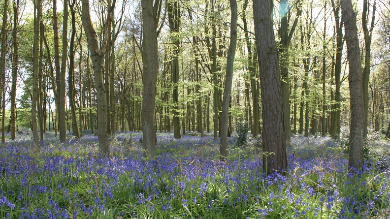 Bluebell_Woods-103.jpg