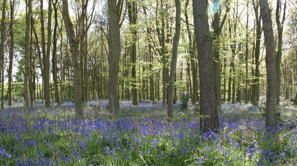 Bluebell Woods-103