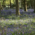 Bluebell Woods-104