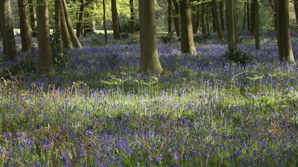 Bluebell Woods-104