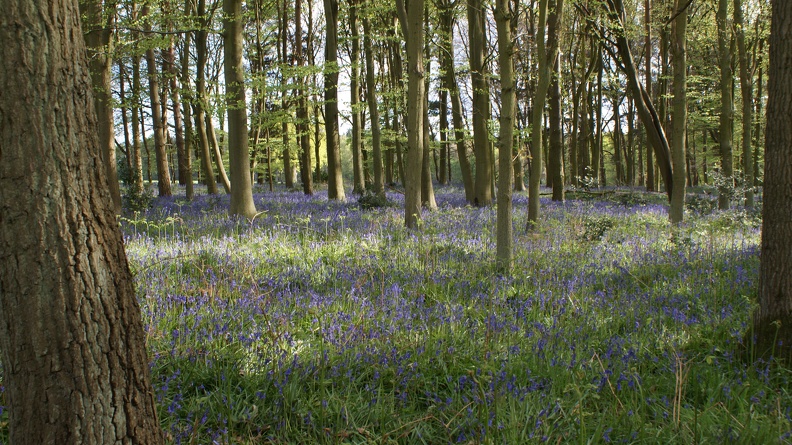 Bluebell_Woods-105.jpg